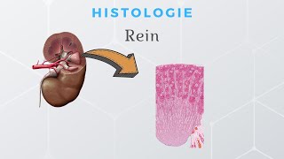 Histologie du Rein [upl. by Dnana]