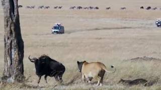 Lion vs Wildebeest  2 Lions Teach Cub How to Hunt [upl. by Elamef419]