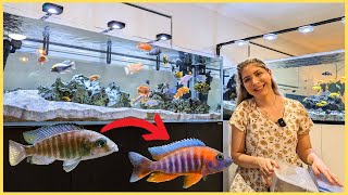 How to get COLOURFUL fish My African Cichlid Aquariums [upl. by Maribeth]