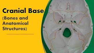 Cranial Base Bones and Anatomical Structures [upl. by Hindorff197]