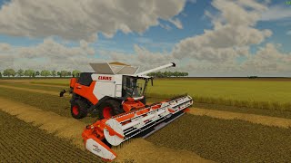 60ACER FILED TRITICALE HARVESTING AND COTTON HARVEST GNADTHAL FARM FS22 [upl. by Ailesor]