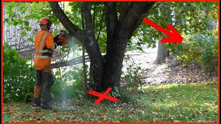 SMASHING A FENCE  How To Cut Down A Huge Maple Tree With a Chainsaw [upl. by Nevah]