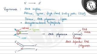 Name the scientists who proved that DNA replication is semiconservative Explain the process of [upl. by Idnek]