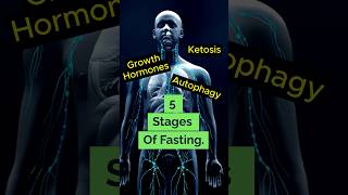 5 Phases Of Fasting  autophagy  ketosis  shorts [upl. by Nitin]