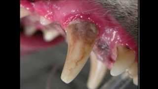 Pet Periodontal Disease [upl. by Damahom]