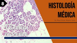 Histología de Sistema Endocrino  Páncreas endocrino [upl. by Onimod]