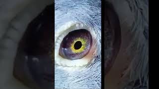 Jan Arden beautiful eye signracingpigeons pigeon kalapati [upl. by Christel]