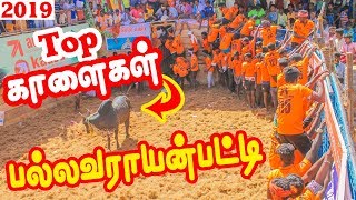 Pallavarayanpatti Jallikattu 2019  Theni Theni360 [upl. by Nosille471]