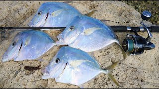 Florida’s Thinnest Fish MOONFISH Lookdown Catch Clean Cook [upl. by Norvil265]