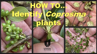 HOW TO identify Coprosma plants [upl. by Reynold]