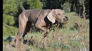 Trax Weimaraners in action [upl. by Valsimot]