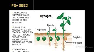 EPIGEAL AND HYPOGEAL GERMINATION [upl. by Oniratac]