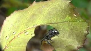 Leafcutter bee cutting leaf by Erica Siegel [upl. by Mathi922]