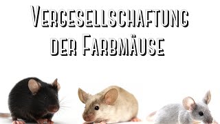 Farbmaus Vergesellschaftung [upl. by Sinnek]