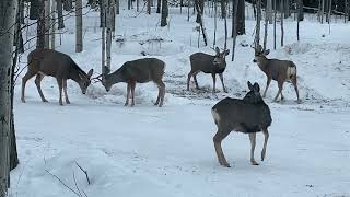 Dang Deer in the way  quit fighting kids bucks keep at it The Rocky Mountaiin Elk amp Deer Watch [upl. by Ennaira537]