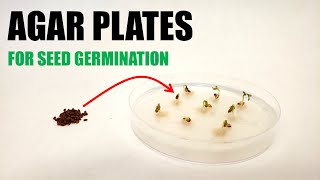 How to Prepare Agar Plates for Seed Germination Experiments [upl. by Barbur32]