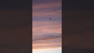 Birds at Dawn Scotland 16 Nov [upl. by Apur119]