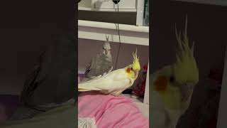 cockatiel birds cockatielbird cockatielsinging cockatielsound parrot pets ytshorts shorts [upl. by Onez624]