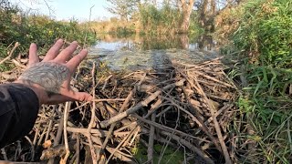 “BEAVERS OCEANIC RELEASE” Unclogging Massive Beaver Dam Unleashes Waves [upl. by Ahsinauj731]