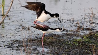 Blacknecked Stilt Mating [upl. by Royal]