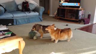 Corgi amp Swedish Vallhund Play 2 [upl. by Eugenio]