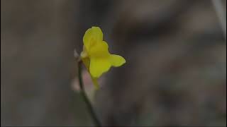 Utricularia bifida [upl. by Notsuj557]