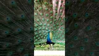 Peacock dancing songPeacock birds beautifulanimals liferbirds beautifulbirds wildlife amazing [upl. by Garcia]