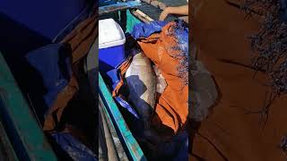 Grabe😱 Ngayon lang ako nakakita ng Ganito kalaking Isda na Giliw Giliw fishing viralvideo [upl. by Enelrahs]