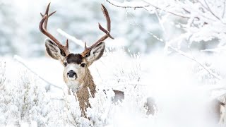 Winter Pastorale 6 LullabyAbraham Mulder [upl. by Martelle]