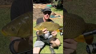 Sight Cast Carp carpfishing carp fishingvideo shorts freshwaterfishing canal pestcontrol [upl. by Dyun]