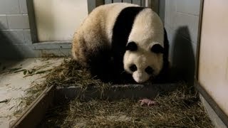 Panda gigante dá luz a gêmeos [upl. by Pennebaker747]