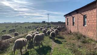 La cadena alimentaria [upl. by Etnoek141]