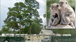 Monkeys escape in South Carolinamonkeyssouthcarolinablacknewsfbascarytest [upl. by Kylynn]