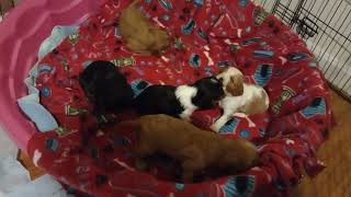 Cavalier king charles spaniel puppies [upl. by Konikow]