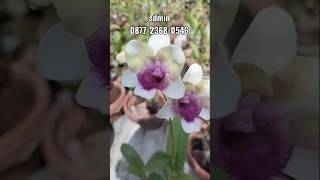 Dendrobium Noppon Naraya [upl. by Yeleak]