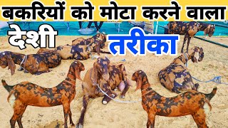 बकरियों को मोटा करने का देशी नागौरी तरीका 👍एक महीने में 10 kg वजन how to ready heavy weight goat [upl. by Shriner304]