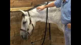 Horse Massage using the Masterson Method Bladder Meridian  Going into Detail [upl. by Marka]