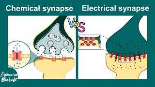 Chemical vs Electrical synapses  Neurology  Neuroanatomy  USMLE [upl. by Anurb]