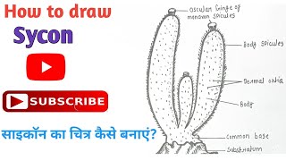 How to draw Sycon or Scypha Diagram  साइकाॅन का चित्र  Phylum Porifera  sycon porifera easy [upl. by Kimmel]