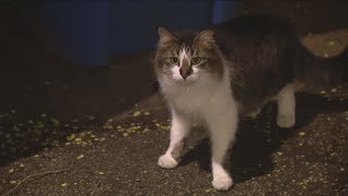 Meet the cats fighting Chicagos rat problem [upl. by Rotceh]