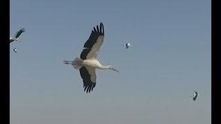 White Storks migrate above Israel Aerials [upl. by Melodee743]