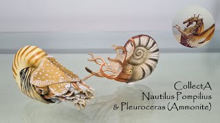 77 CollectA 2020 Nautilus Pompilius and Pleuroceras Ammonite Review [upl. by Beuthel]