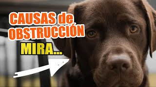 🐶😲CAUSAS de OBSTRUCCIÓN INTESTINAL en PERROS [upl. by Lleunamme]