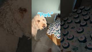 Can Dogs Talk 🦮🎙️❓talkingdog goldendoodle cutedog [upl. by Ataeb]