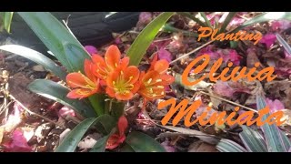 Getting to Know Clivia Miniata Pt2  Propagation and Planting [upl. by Paule]