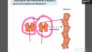 Les microfilaments fins dactine [upl. by Mihcaoj716]