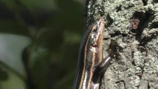 Five lined Skink basking in New Jersey [upl. by Polk]