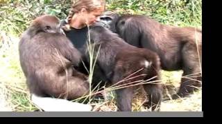 getting to love GORILLAS with the John Aspinall Foundation in Africa [upl. by Nosyla]