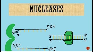 Nucleases  Exonucleases  Endonucleases [upl. by Kira]