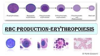 Red Blood Cell Production  Erythropoiesis  RBC series Cells Morphology  Master Chart amp Images [upl. by Pudens]